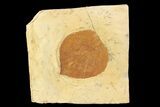 Detailed Fossil Leaf (Davidia) - Montana #93667-1